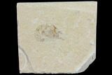 Cretaceous Fossil Shrimp - Lebanon #123917-1